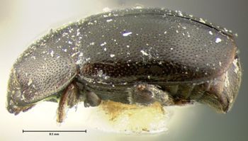 Media type: image;   Entomology 6978 Aspect: habitus lateral view